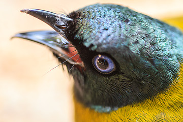 Image showing Black-headed Bulbul, Pycnonotus atriceps