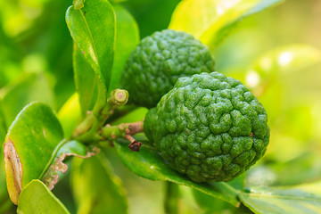 Image showing Bergamot on Tree 