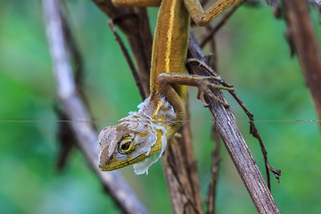Image showing Lizard  changing skin resting on wood horizontal 