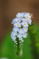 Image showing Heliotropium indicum flower