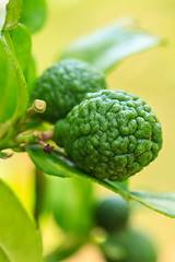 Image showing Bergamot on Tree 