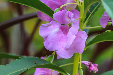 Image showing Impatiens glandulifera plant