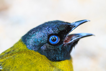 Image showing Black-headed Bulbul, Pycnonotus atriceps