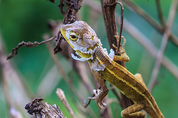 Image showing Lizard  changing skin resting on wood horizontal 