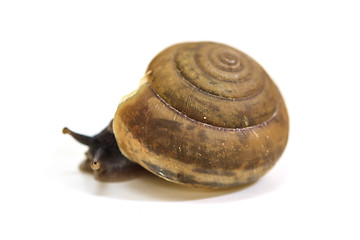 Image showing Garden snail on white background 