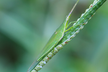 Image showing Grasshopper perching on a leaf