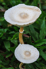 Image showing close up mushroom in deep forest