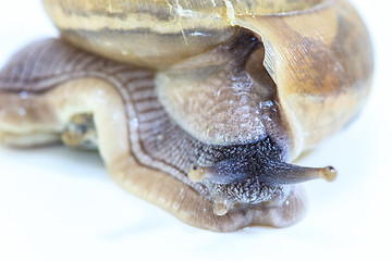 Image showing Garden snail on white background 