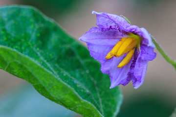 Image showing eggplant flowers blooming in nature