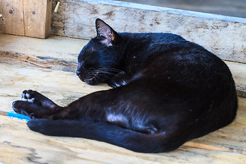 Image showing Black cat sleeping 