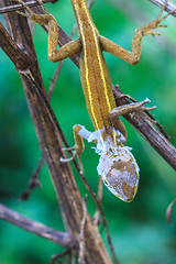 Image showing Lizard  changing skin resting on wood horizontal 