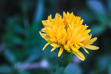 Image showing Marigold  flowers field