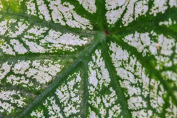 Image showing Close up
water drop on caladium leaves