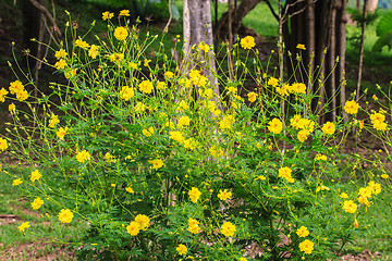 Image showing Marigold  flowers field