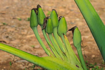 Image showing close up bud flower of  Elephant ear