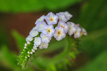 Image showing Heliotropium indicum flower