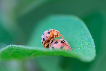 Image showing ladybird on green leaf 