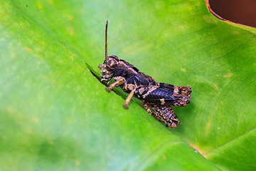 Image showing Grasshopper perching on a leaf 