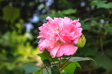 Image showing beautiful wild flower in forest