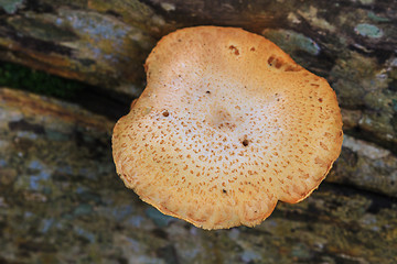 Image showing close up mushroom in deep forest