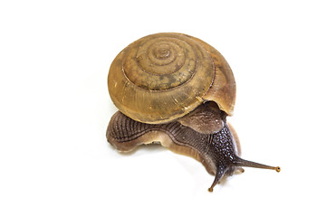 Image showing Garden snail on white background 