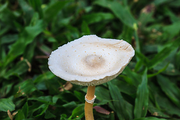 Image showing close up mushroom in deep forest