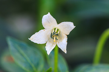 Image showing white chili flower in the garden 