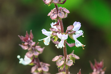 Image showing Fresh basil and blossom