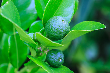 Image showing Bergamot on Tree 