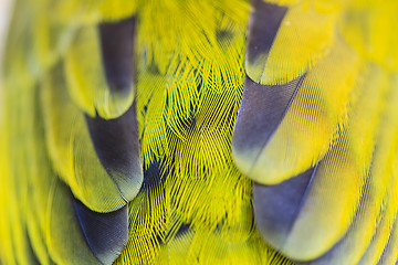 Image showing feather of Black-headed Bulbu