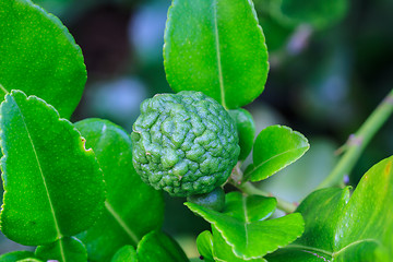 Image showing Bergamot on Tree 