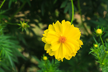 Image showing Marigold  flowers field