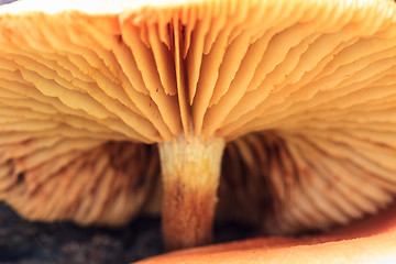 Image showing close up mushroom in deep forest