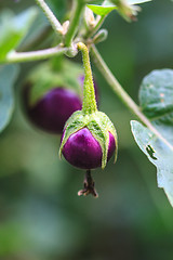 Image showing  eggplant on tree in garden