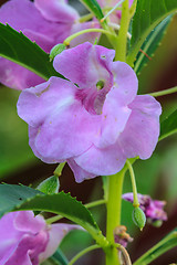 Image showing Impatiens glandulifera plant