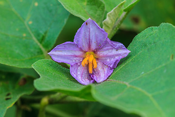Image showing eggplant flowers blooming in nature