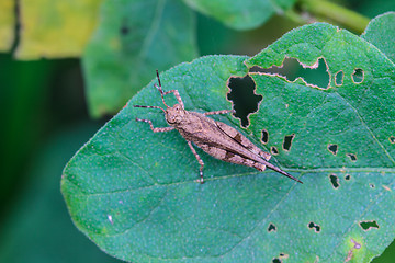 Image showing Grasshopper perching on a leaf