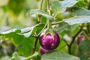 Image showing  eggplant on tree in garden