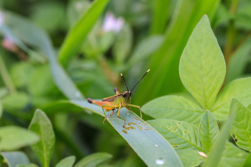 Image showing Insect on leaf