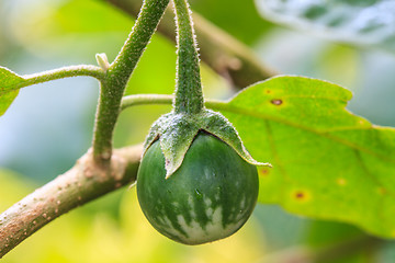 Image showing  eggplant on tree in garden