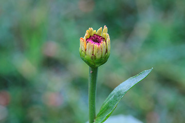 Image showing Zinnia elegans in field