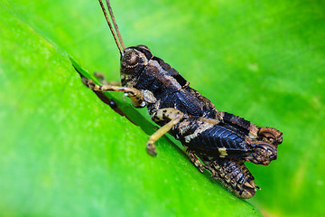 Image showing Grasshopper perching on a leaf 