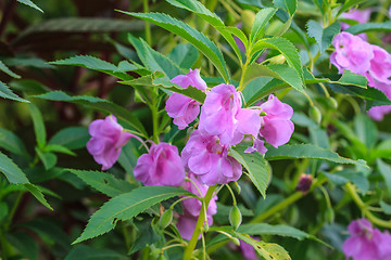 Image showing Impatiens glandulifera plant