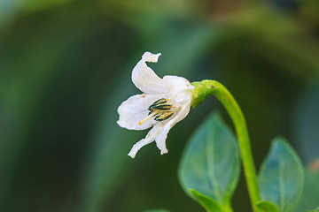 Image showing white chili flower in the garden 