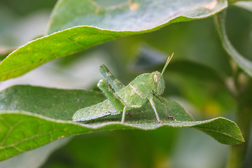 Image showing Grasshopper perching on a leaf