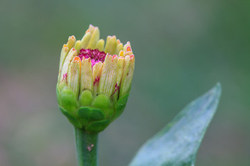 Image showing Zinnia elegans in field