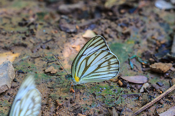 Image showing Beautiful Butterfly on ground