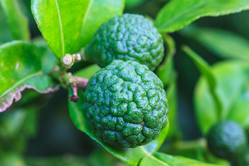 Image showing Bergamot on Tree 