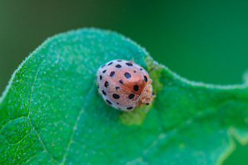 Image showing ladybird on green leaf 