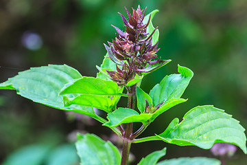 Image showing Fresh basil and blossom